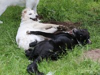 Puppys van Bliss040622-0066